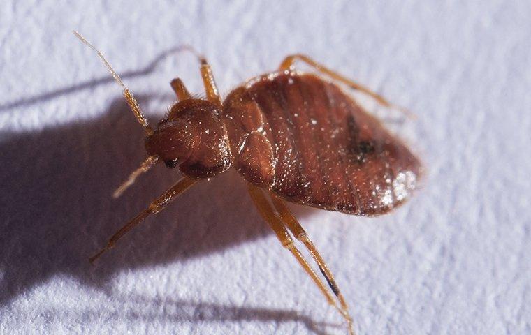 Can Bed Bugs Travel on Clothes You're Wearing