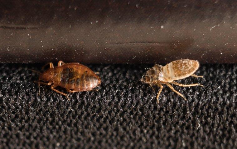 Can Bed Bugs Travel in Luggage? - What to Keep in Mind