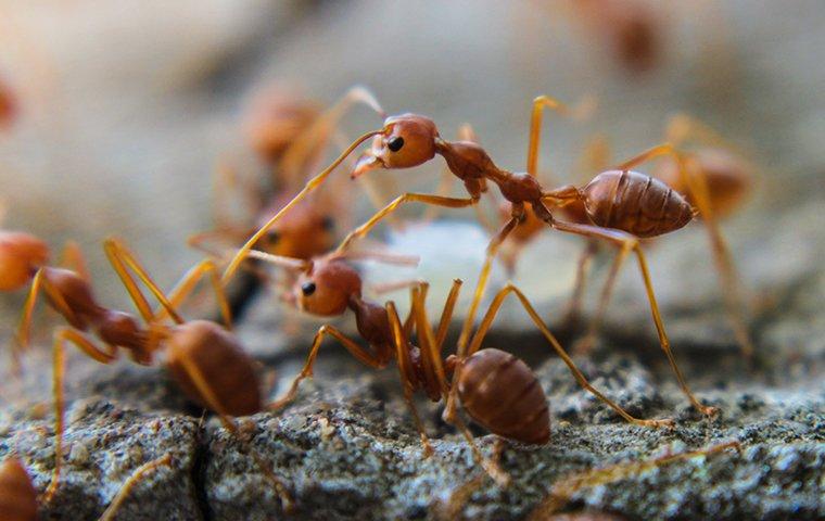 Don't Ever Ignore These 6 Signs of Carpenter Ants in the House—Here's Why