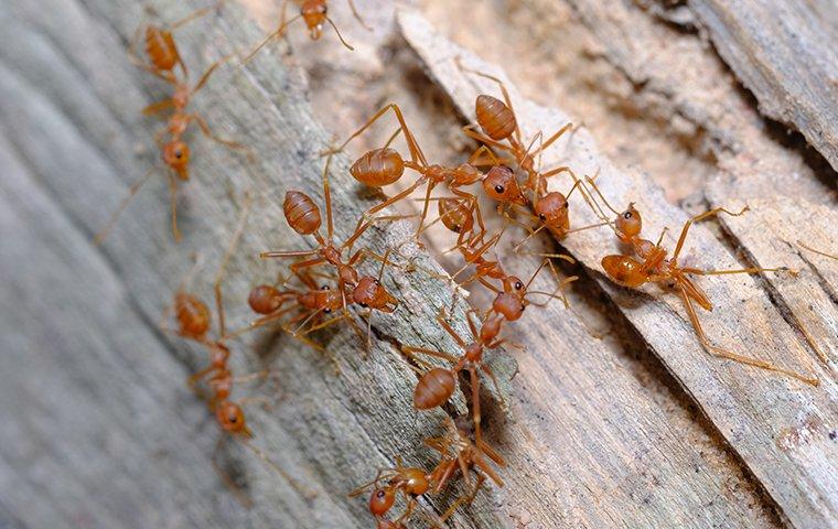 fire ants crawling on wooden fence