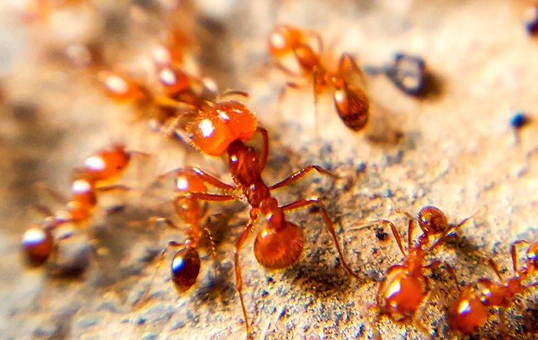 closeup of fire ants crawling on the ground