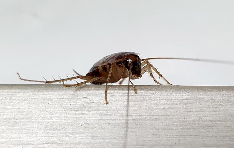 cockroach in kitchen