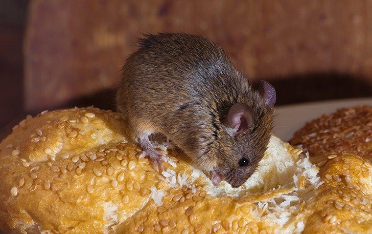 How to solve and prevent mice in your home