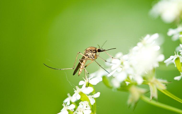 close up of mosquito on flower