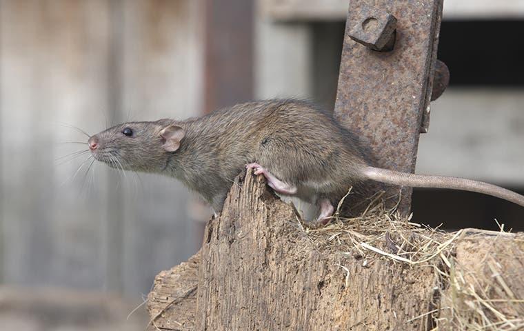 norway rat near shed