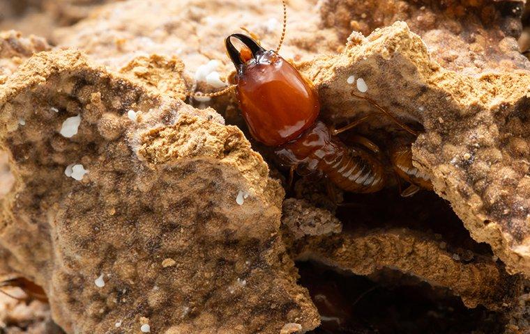 termite in mud tunnel