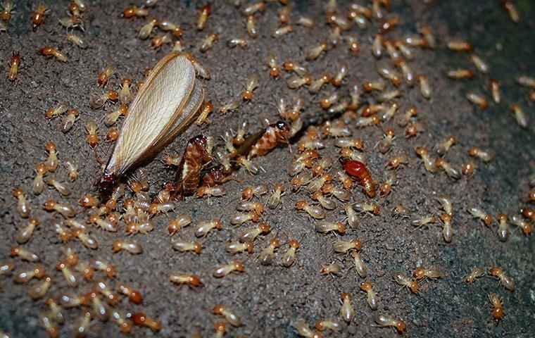 an up close image of a termite infestation