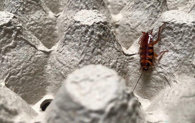 a cockroach on an egg carton
