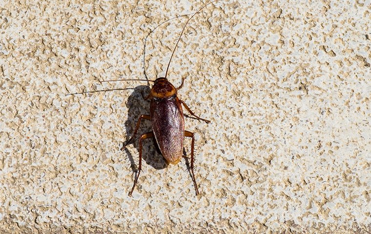 a cockroach crawling on a garage floor