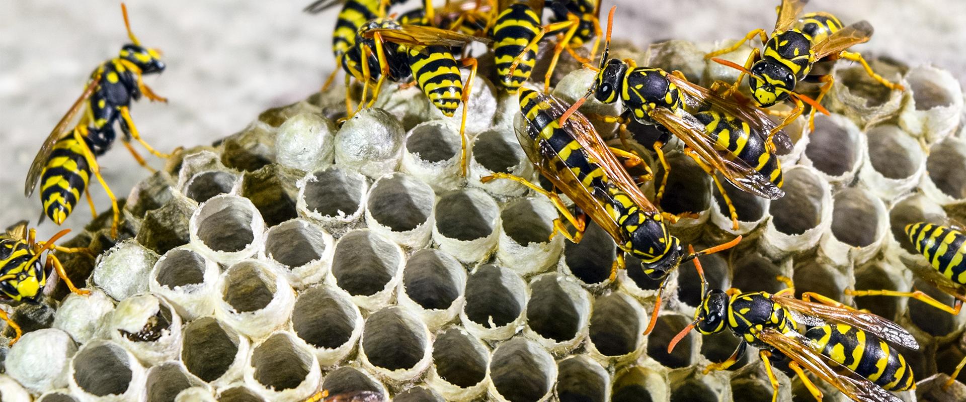 many wasps building a nest
