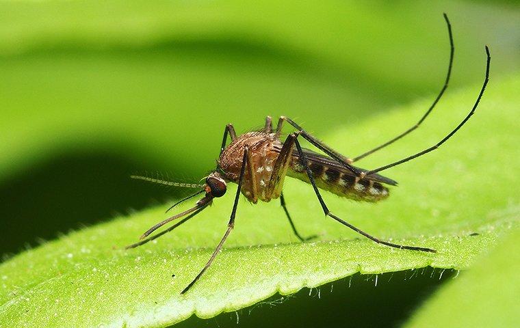a mosquito crawling on a leaf