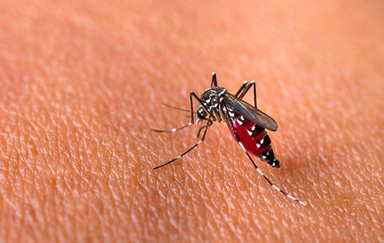 a mosquito biting a persons hand