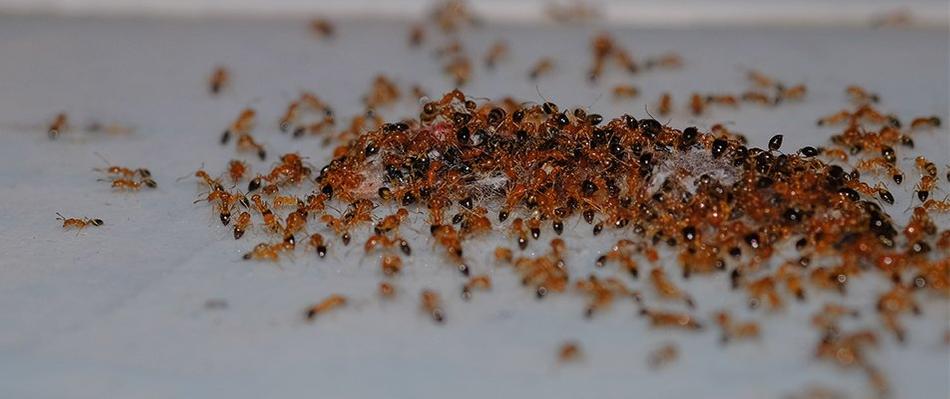 swarming ants on a dead animal