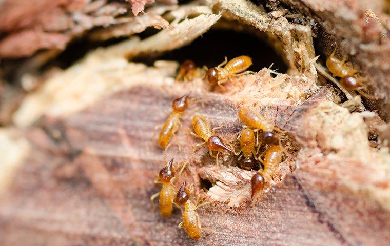several termites burrowing into a tree