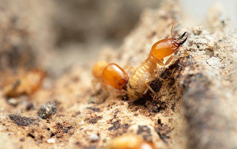 termites crawling on a piece of wood