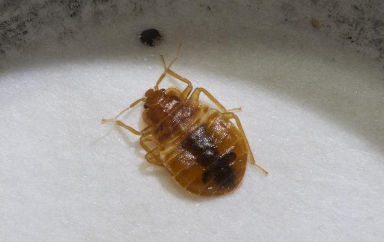 a bed bug on a mattress in baltimore maryland