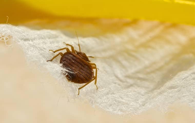 Stop Bed Bugs At First Sight a full grown adult bed bug crawling along the linen bedding in a d.c. home