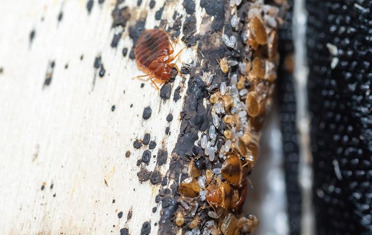 an infestation of bed bugs on a bed