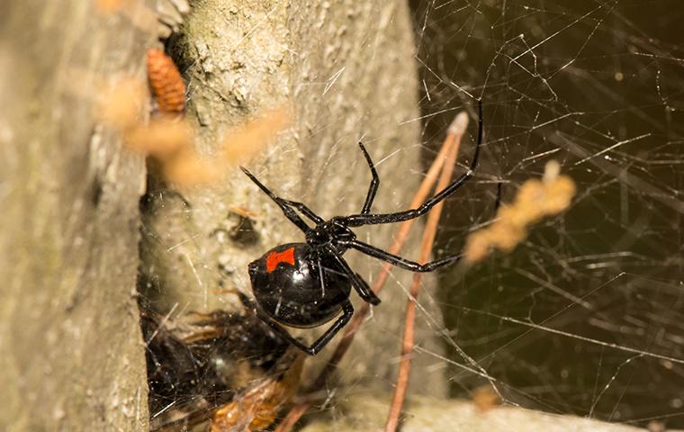 a black widow spider in a basement