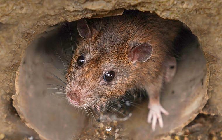 a brown rat in a sewer on a baltimore maryland property