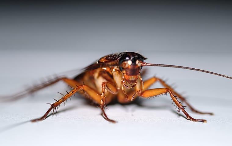 cockroach on a white table
