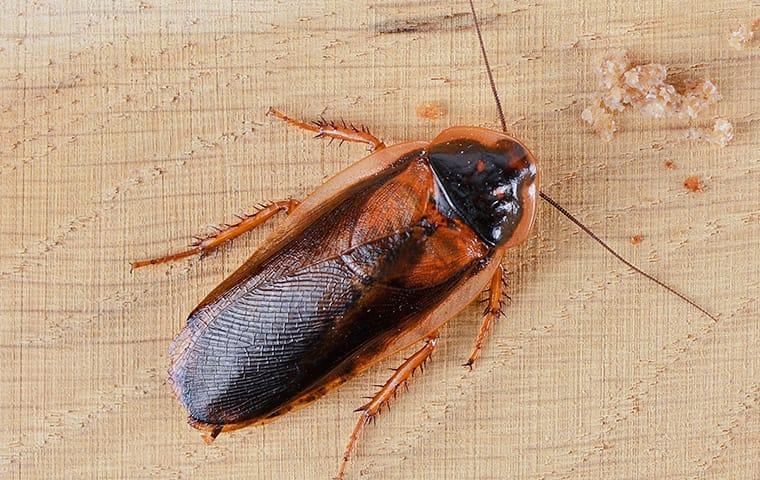 an oriential cockroach crawling along a washington dc kitchen counter top