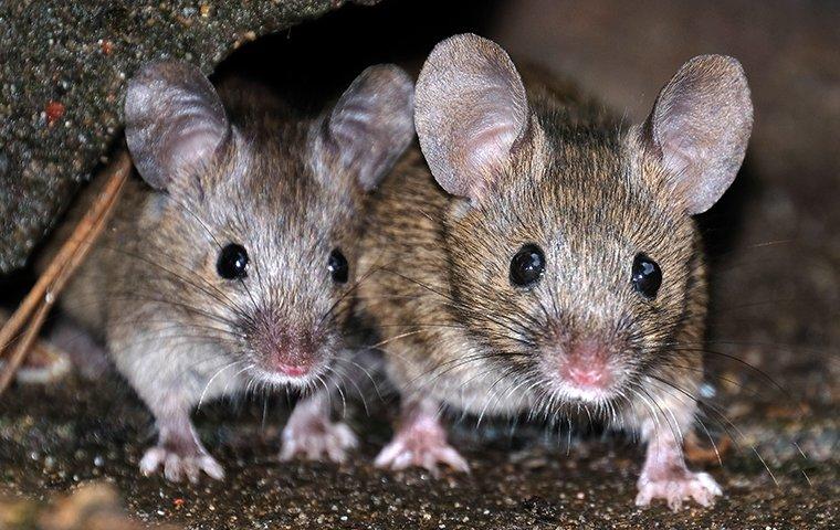 house mice crawling through a basement