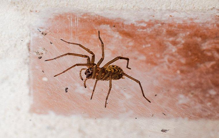 house spider in web on bricks