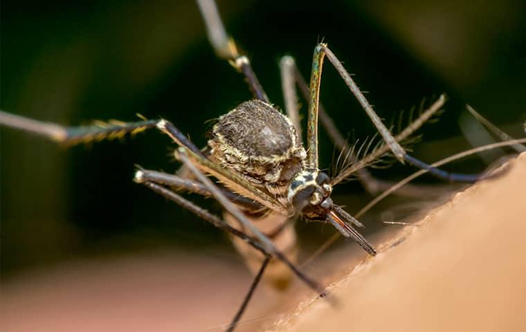Reduce The Mosquito Population In Your Yard the long legs of a mosquito are perched on the hairy skin of a dc resident as the msquito is biting through the skin