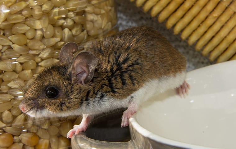 a house mouse infestation in a washington state home