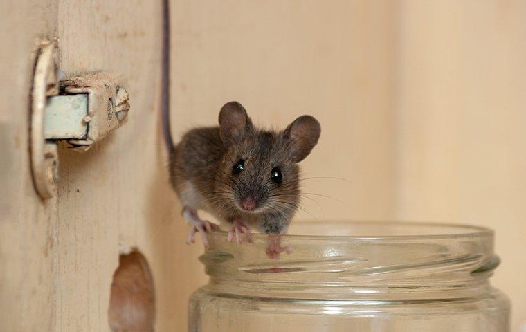 a house mouse in a cupboard