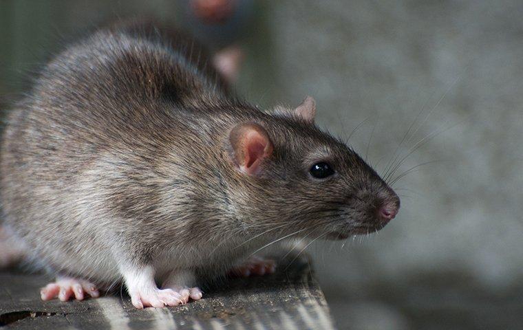 a rat in a garage