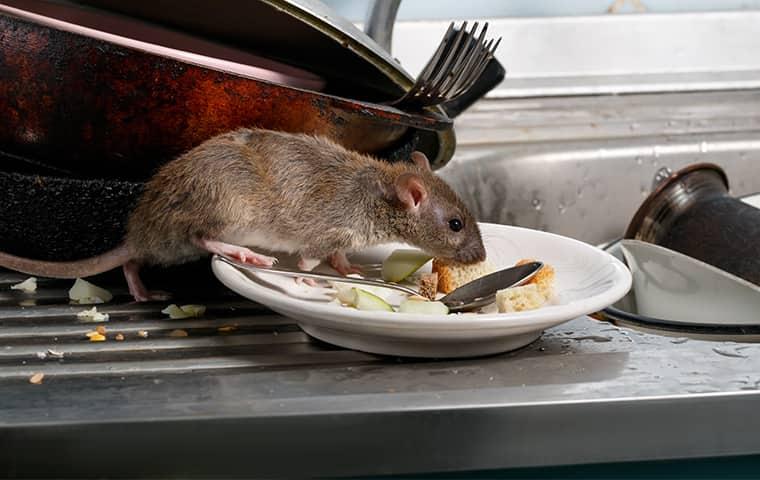 Rodents Carry Parasites & Disease a rat eating food off of a plate in a home in washington dc