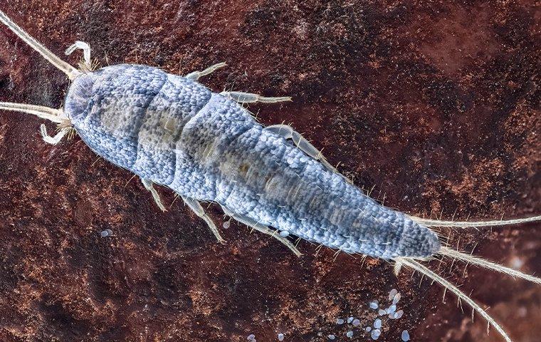 a silverfish in a home library