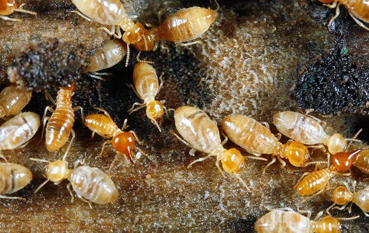 termites chewing wood