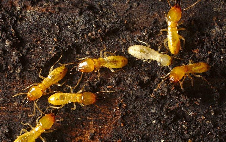a cluster of termites crawling on the ground