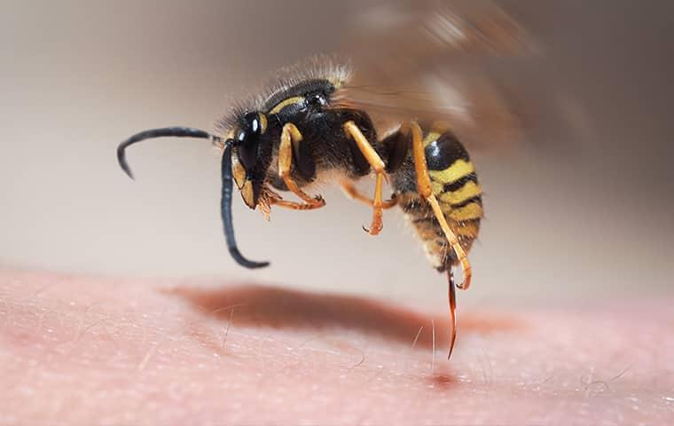 a freeze shot of an angry black and yellow wasp in full position to sting a baltimore resident
