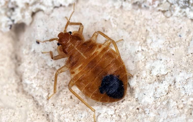Bed Bugs Are Excellent At Hiding a bed bug on a mattress in a home in pleasant hills