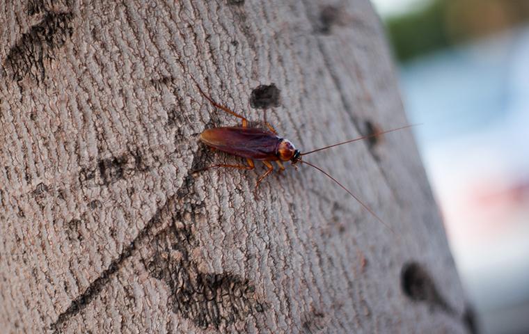a roach outside of a home in arbutus