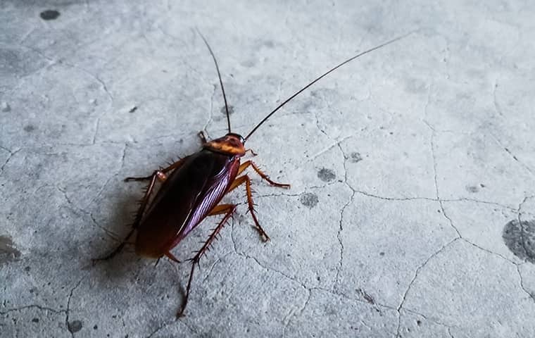 a roach inside a home in dayton