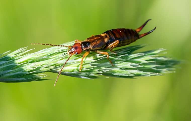 an earwig on a plant outside a home in catonsville