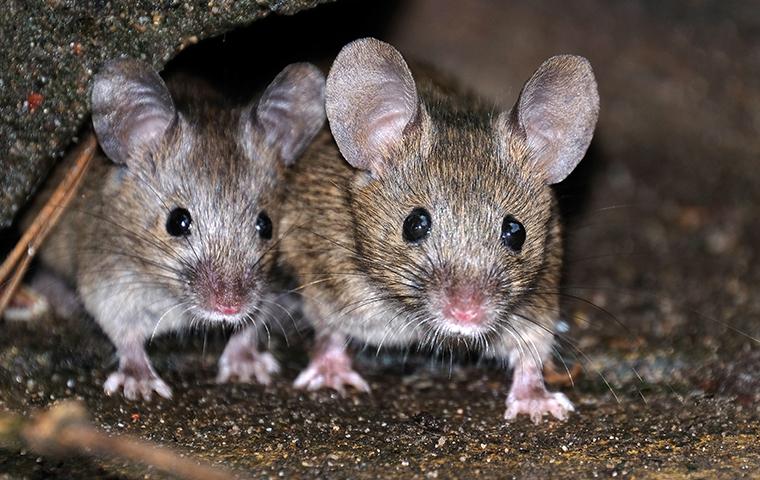 two rats inside of a home in cockeysville