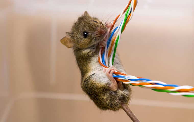 a mouse climbing on electrical wiring in bel air south