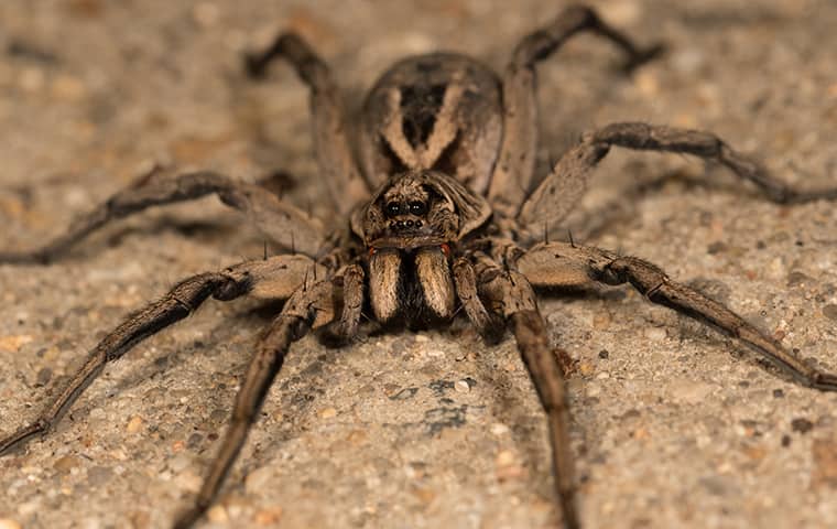 Spiders Learn About Spider Identification Prevention In Maryland