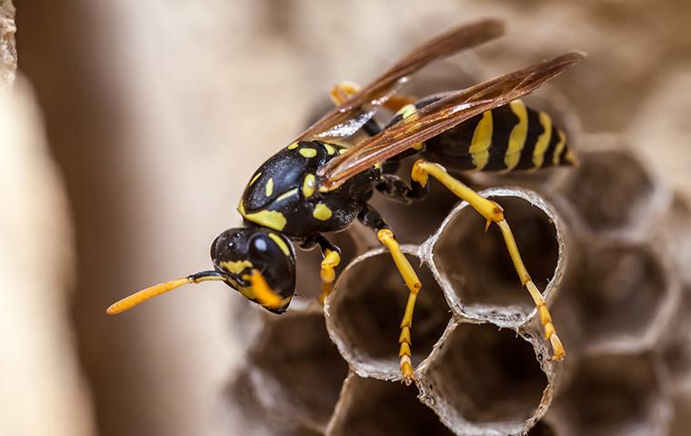 a wasp on its nest outside a home in howard county