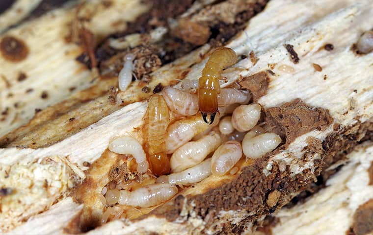 termites crawling on ruined wood in dundalk