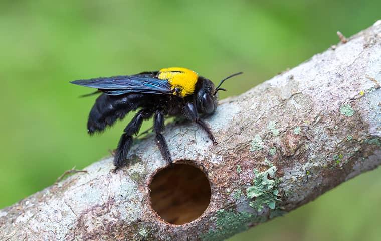 a carpenter bee outside of a home in ellicott city