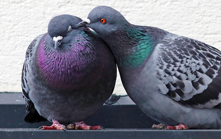 a pigeon grooming another pigeon