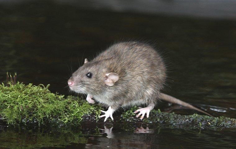 norway rat on moss