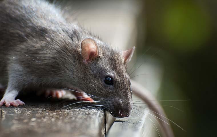 brown rat on a deck